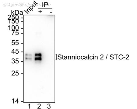 HUABIO HA723414 image 3