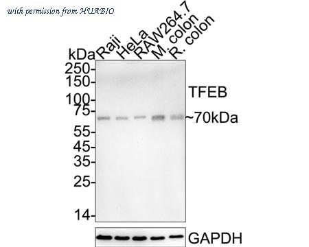 HUABIO HA723419 image 1