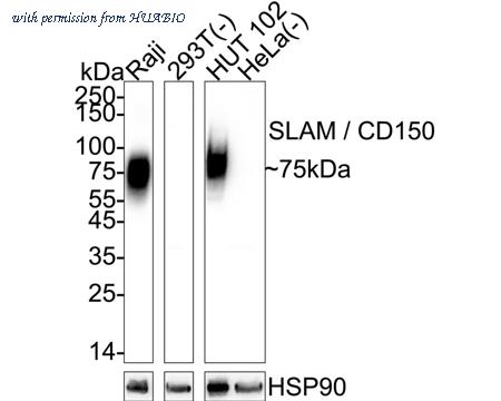 HUABIO HA723424 image 1