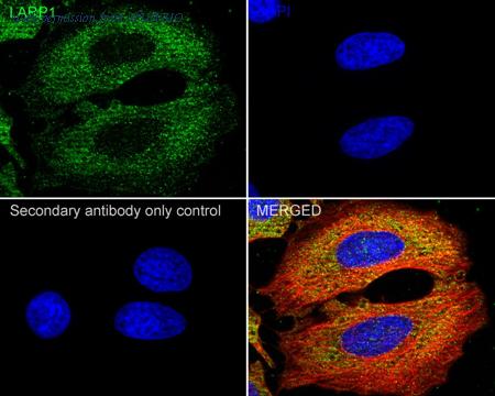 HUABIO HA723425 image 2