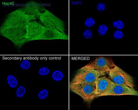 HUABIO HA723426 image 3