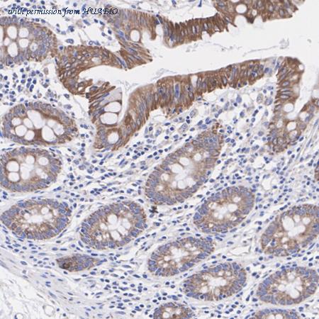 HUABIO HA723505 image 2