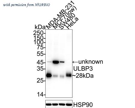 HUABIO HA723508 image 1