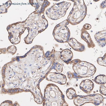 HUABIO HA723508 image 2