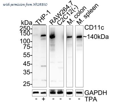 HUABIO HA723512 image 1