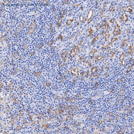 HUABIO HA723512 image 3