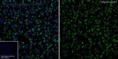 HUABIO HA723534 image 3