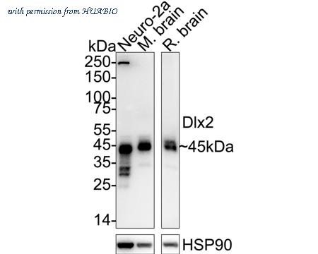 HUABIO HA723535 image 1