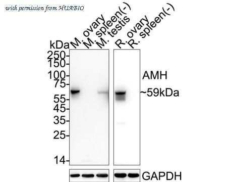 HUABIO HA723537 image 1