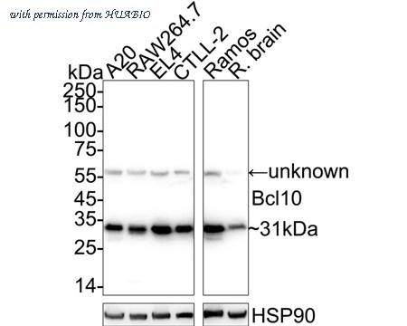 HUABIO HA723538 image 1
