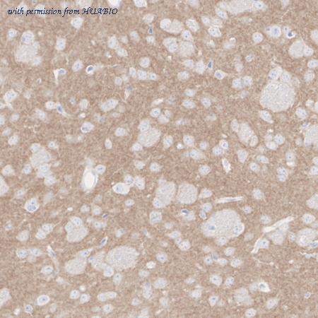 HUABIO HA723540 image 2