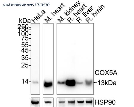 HUABIO HA723546 image 1