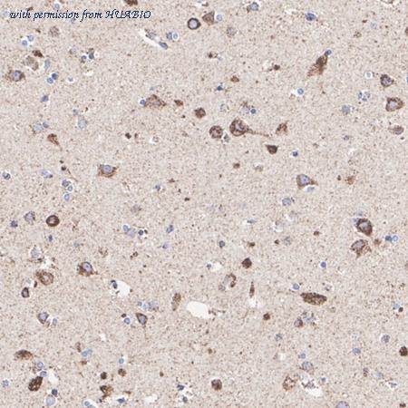 HUABIO HA723546 image 2