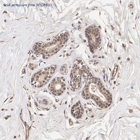 HUABIO HA723547 image 2