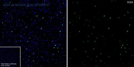 HUABIO HA723548 image 1