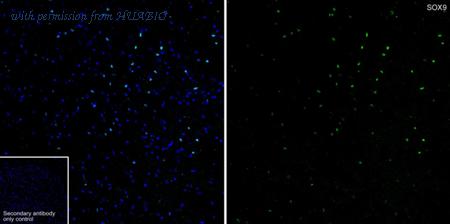 HUABIO HA723548 image 2