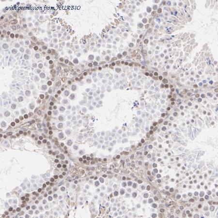 HUABIO HA723560 image 3