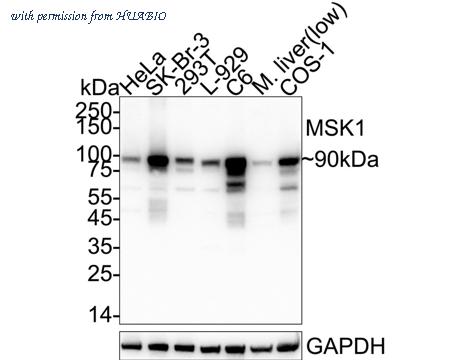 HUABIO HA723561 image 1