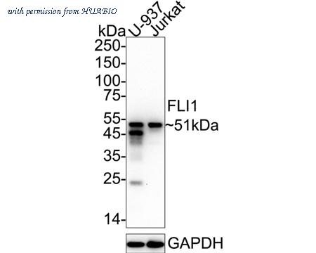 HUABIO HA723605 image 1