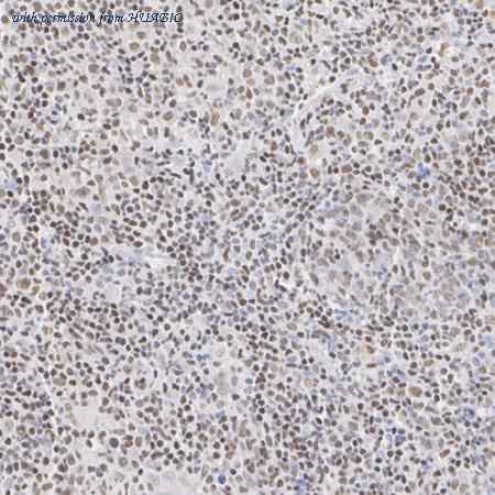 HUABIO HA723605 image 2