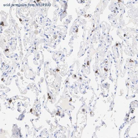 HUABIO HA723605 image 3