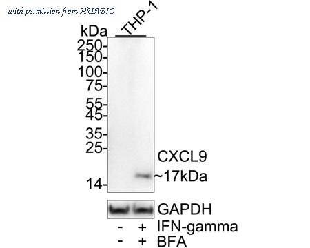 HUABIO HA723608 image 1