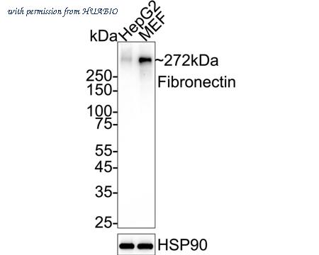 HUABIO HA723610 image 1