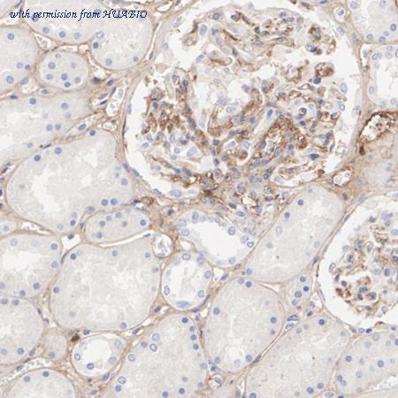 HUABIO HA723610 image 3