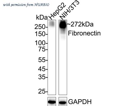 HUABIO HA723611 image 1