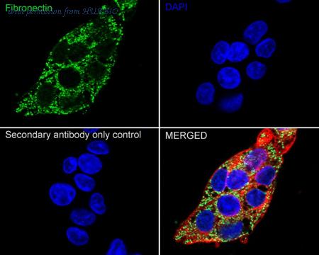 HUABIO HA723611 image 2