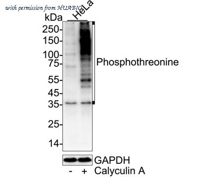HUABIO HA723628 image 1