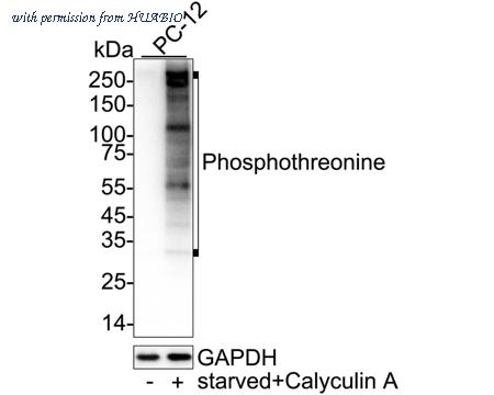 HUABIO HA723628 image 3