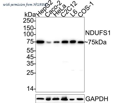 HUABIO HA723641 image 1