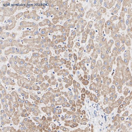 HUABIO HA723641 image 2