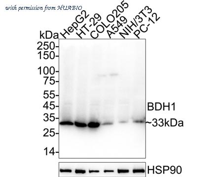 HUABIO HA723667 image 1