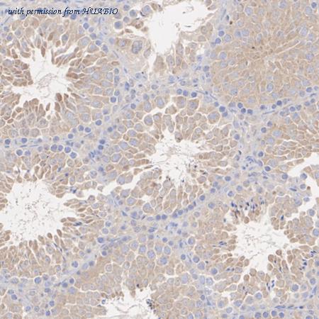 HUABIO HA723720 image 3