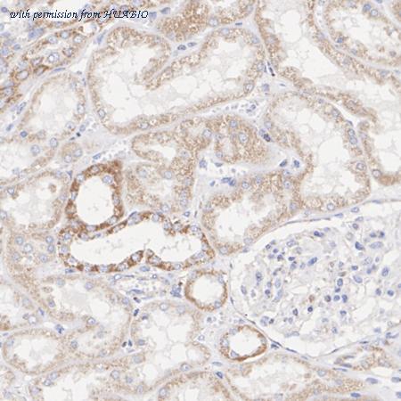 HUABIO HA723722 image 2