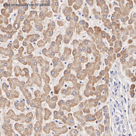 HUABIO HA723722 image 3