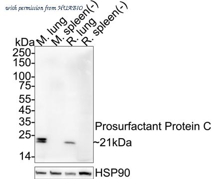 HUABIO HA723734 image 1