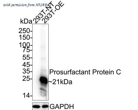 HUABIO HA723734 image 2