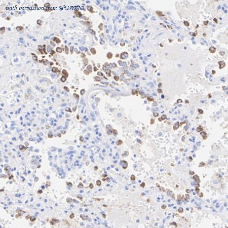 HUABIO HA723734 image 3