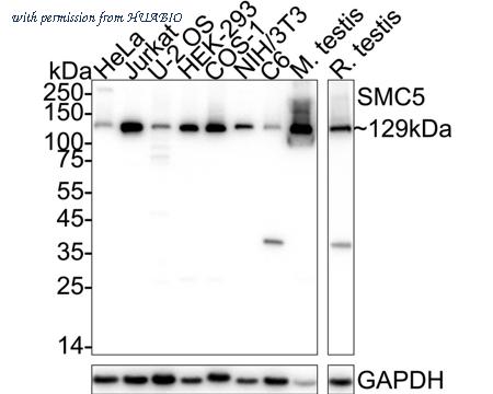 HUABIO HA723735 image 1