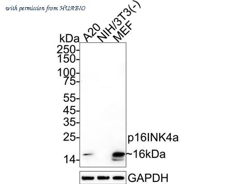 HUABIO HA723746 image 1