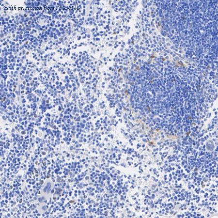 HUABIO HA723746 image 2