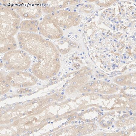 HUABIO HA723747 image 2