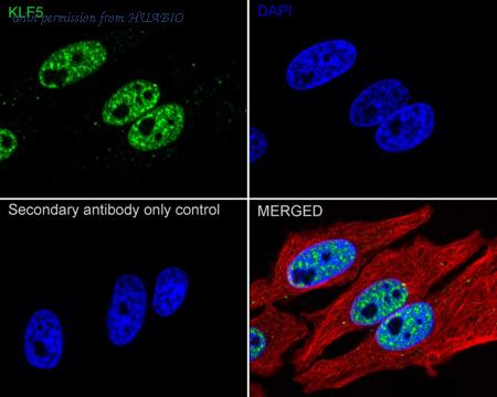 HUABIO HA723748 image 1