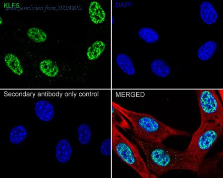 HUABIO HA723748 image 2