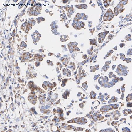 HUABIO HA723756 image 2