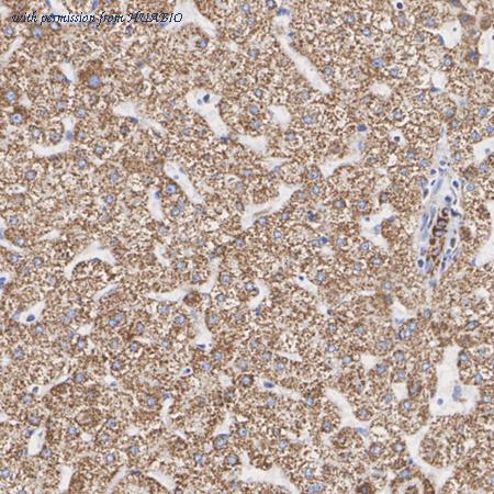 HUABIO HA723756 image 3