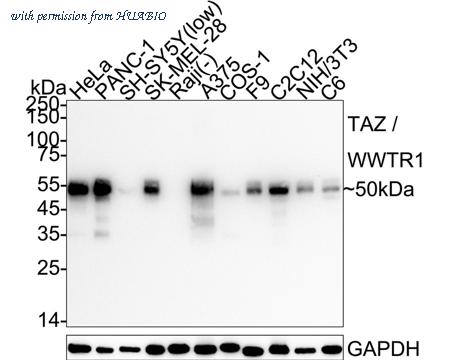 HUABIO HA723764 image 1